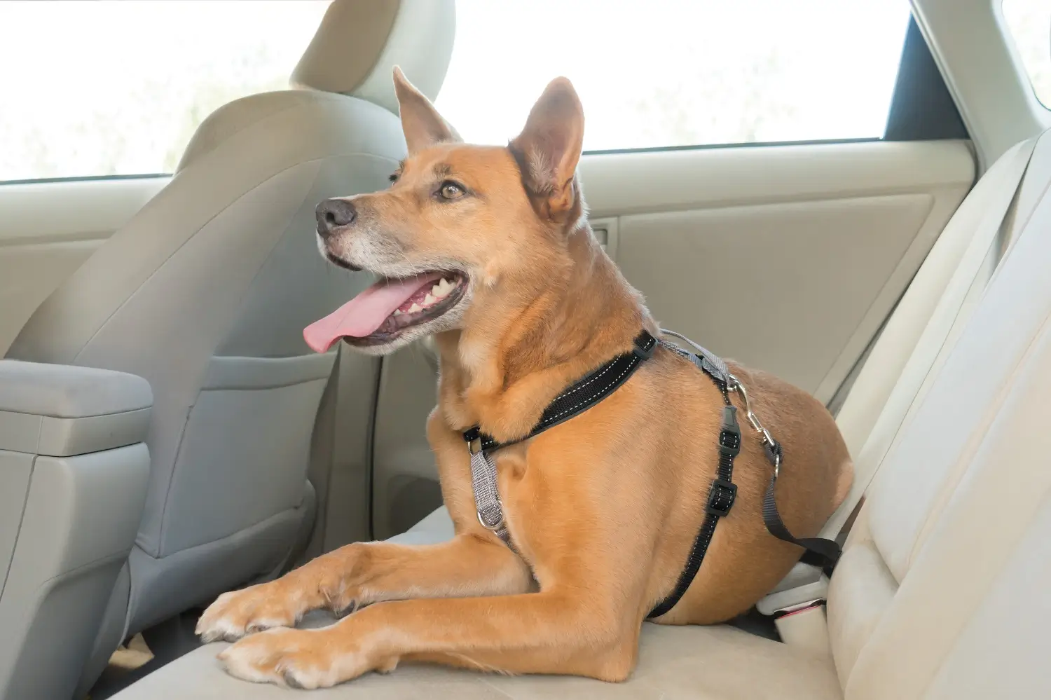 PetSafe® 3 in 1 Harness and Car Restraint, Medium - Black - Image 2