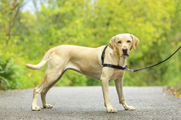 Easy_Walk_Harness_L_BLK_LS_Standing_Tank