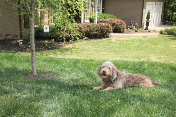 Portable Wireless Leash